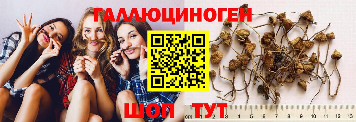 Псилоцибиновые грибы MAGIC MUSHROOMS Заводоуковск
